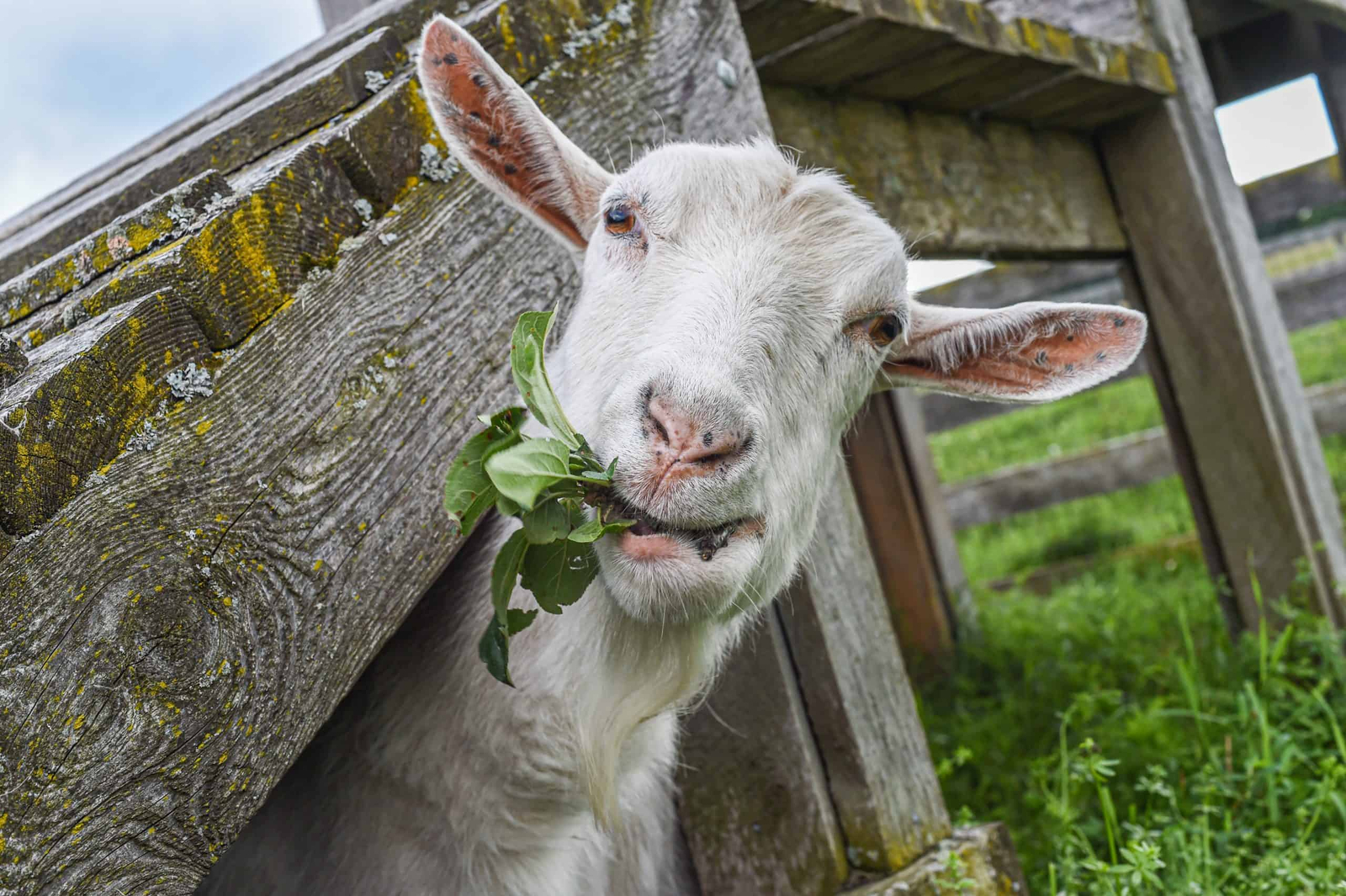 Effective Strategies for Weight Loss in Goats