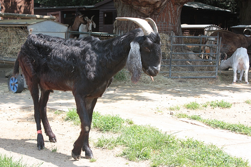 Effective Strategies for Weight Loss in Goats